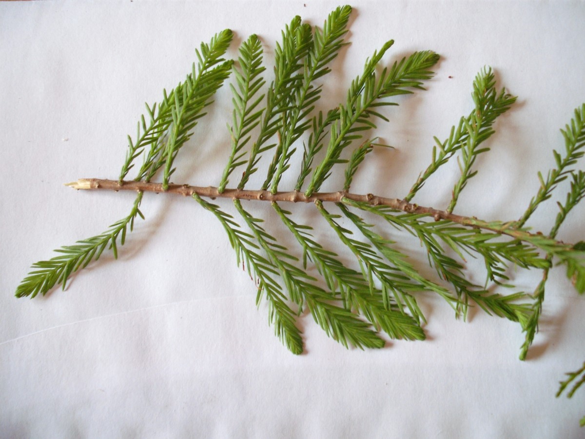 ALBERO SOLITARIO 2